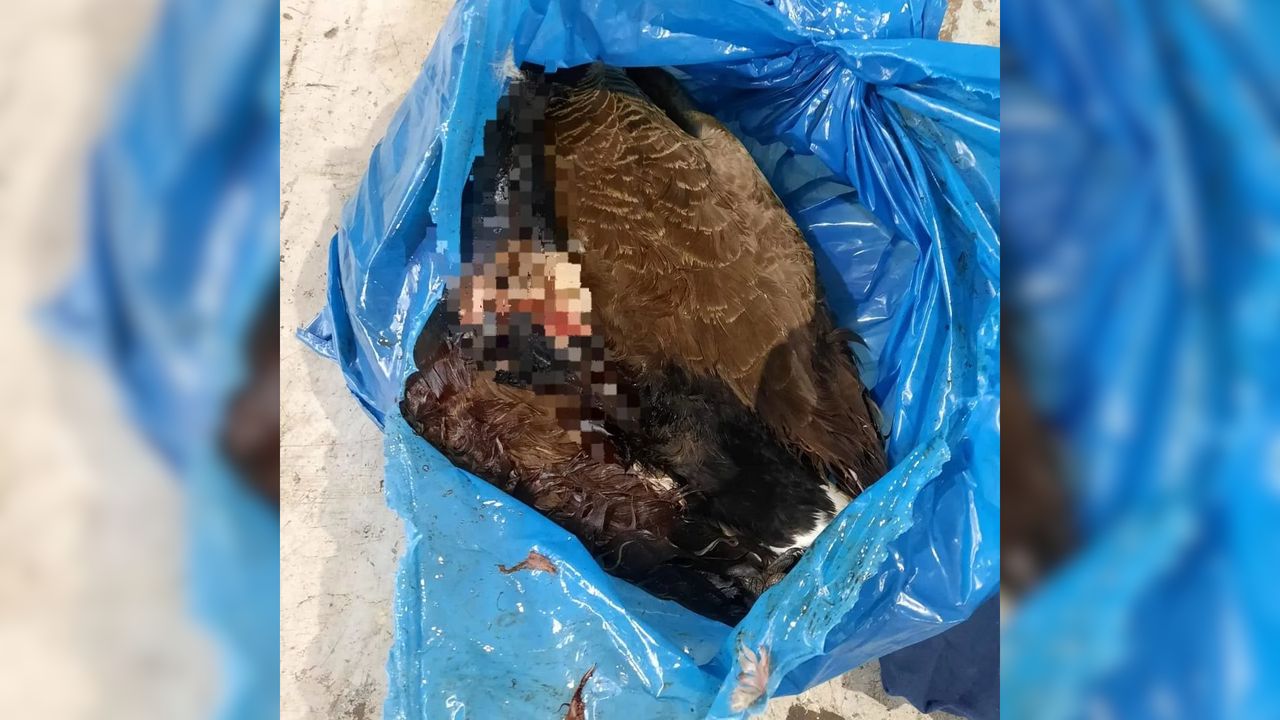 Vogelkadavers gedumpt in textielcontainer