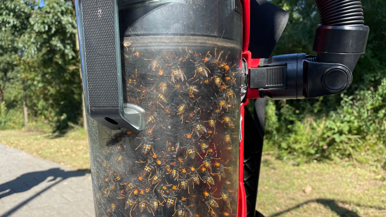 Maassluis vraagt uit te kijken naar gevaarlijke hoornaar