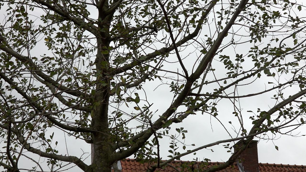 Gezichtsbepalende netelboom vergroent dorpskern Den Hoorn