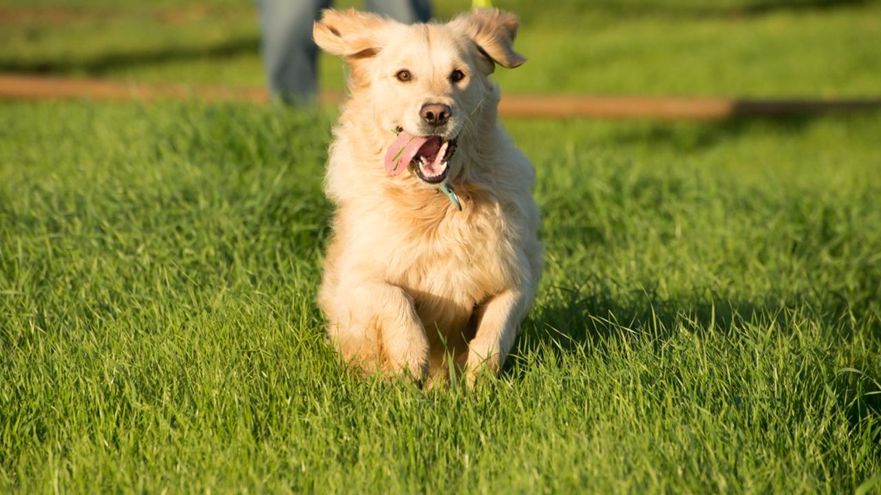 Petitie voor hondenuitrengebied in nieuwbouwwijk De Lier