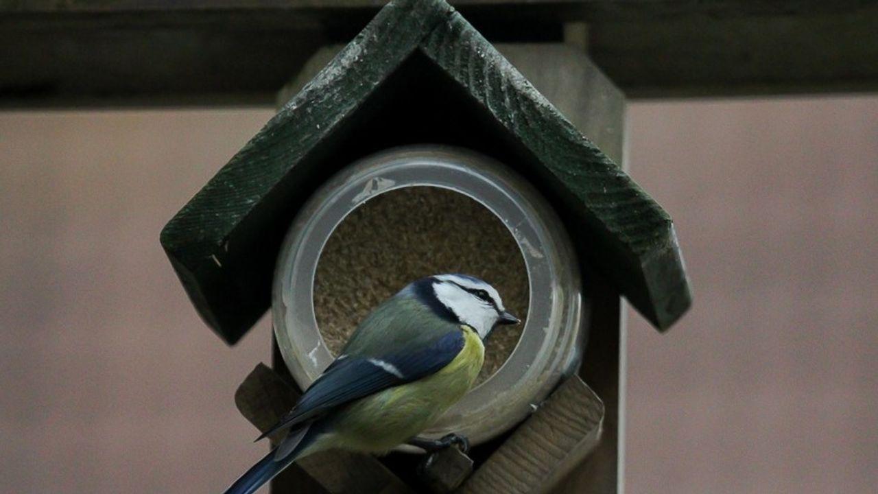 Struinen tussen Glas en Duinen: Help de vogels de winter door