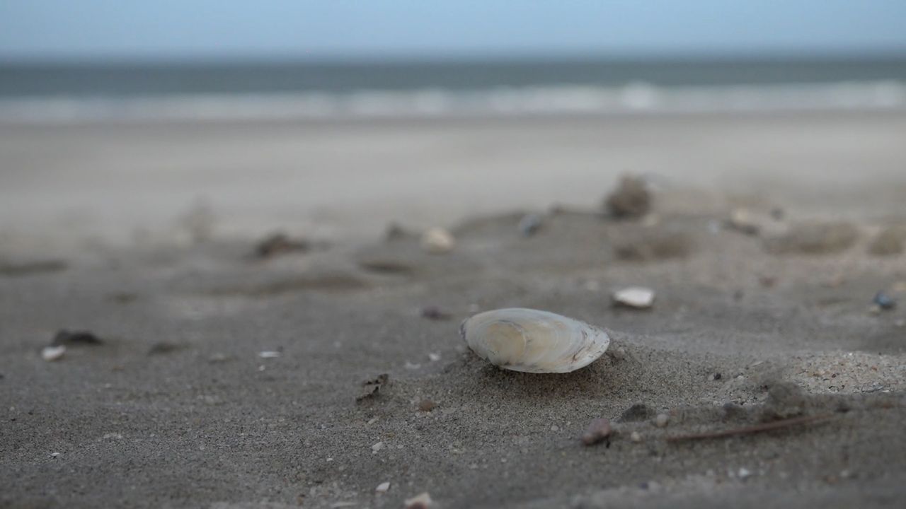 Er worden schelpen geteld langs de kust