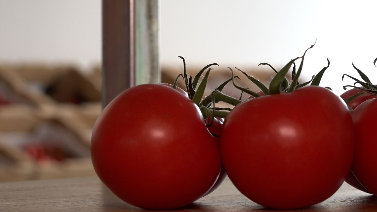 Tomatenras bestand tegen zeer gevreesd plantenvirus: 'Rust terug bij tuinders'