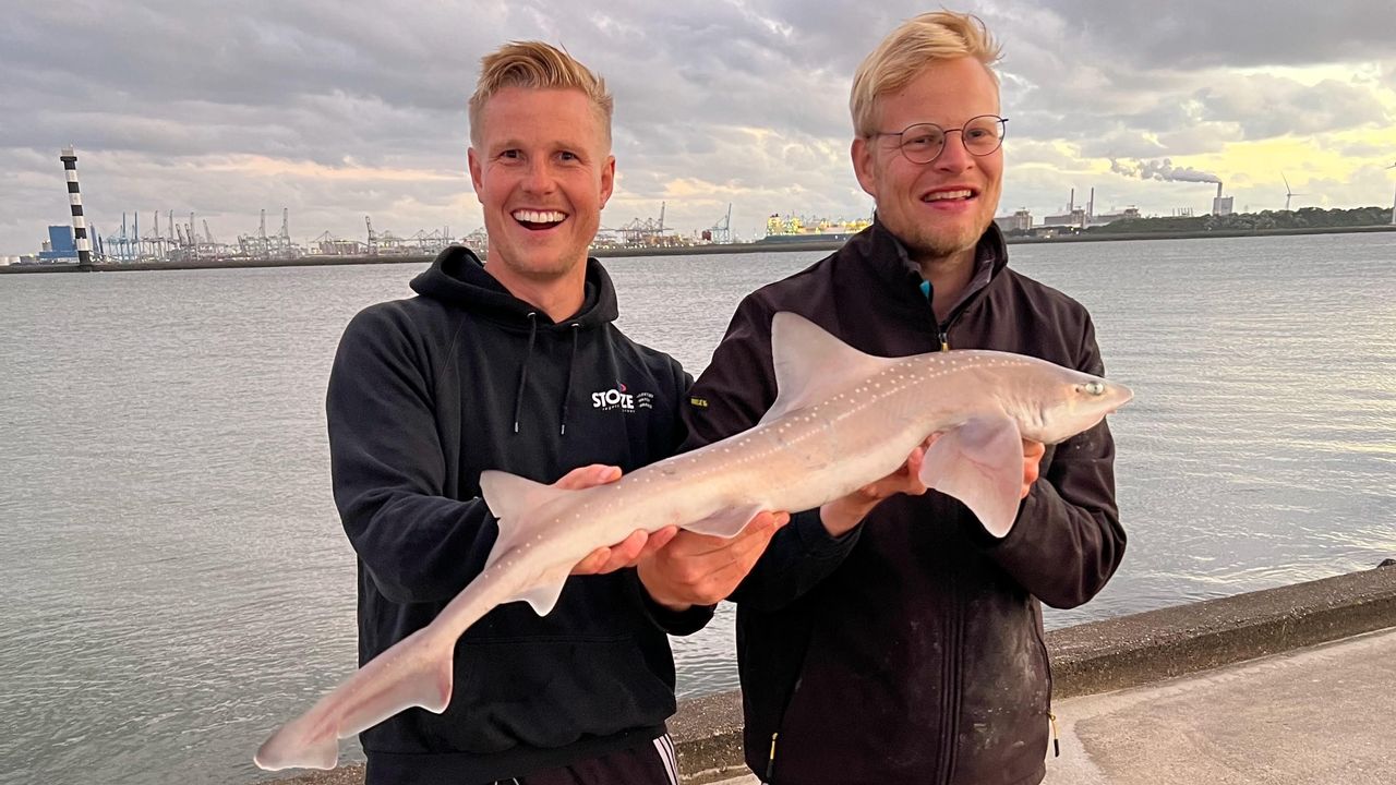 Haai gevangen in Nieuwe Waterweg