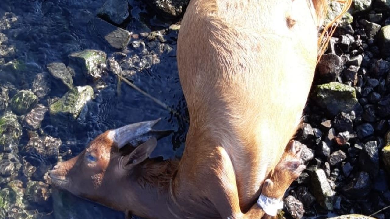 Dode geitjes aangetroffen langs het water in Maassluis en Rozenburg