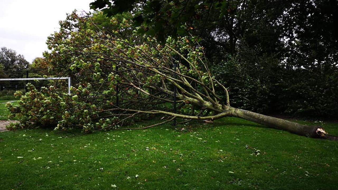 Storm Francis: Vooral schade aan bomen