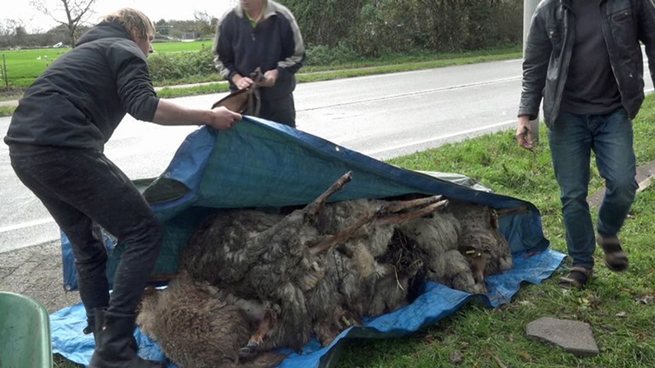 Hondenbaas over doodgebeten schapen: 'Ik ben hiervoor verantwoordelijk'