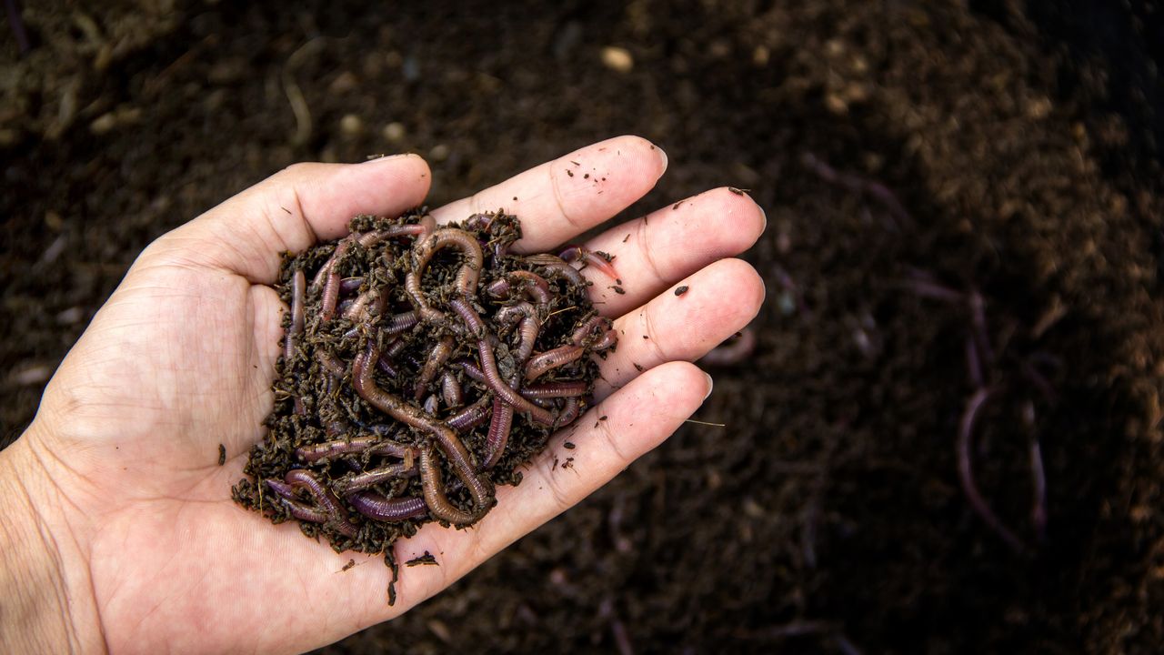 Kunnen gewasbeschermingsmiddelen sneller afbreken met behulp van wormen?