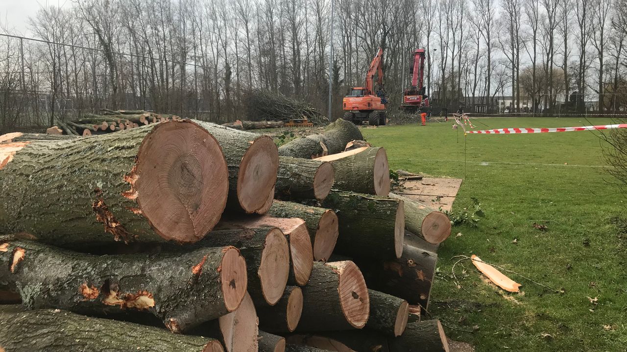 D66 wil debat over bomenbeleid
