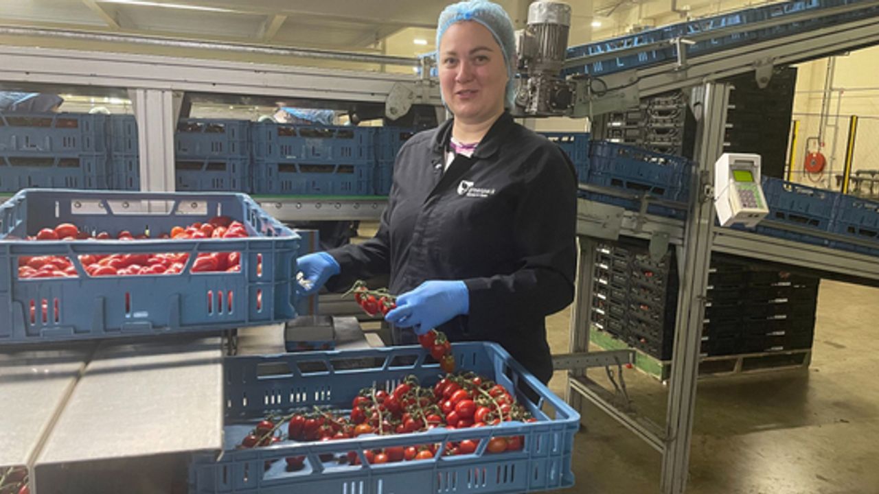 Oekraïense Ivana pakt Westlandse tomaten in: 'Als ik hier werk, denk ik niet aan de oorlog'