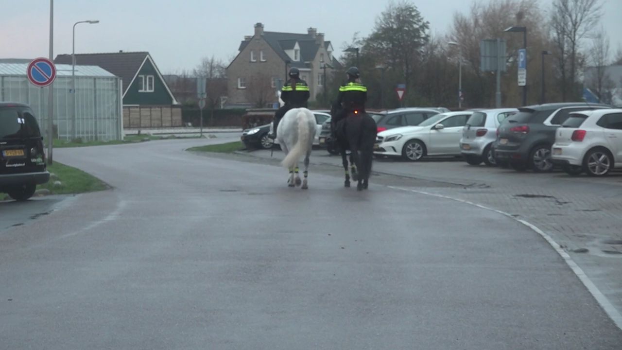 Politiepaarden ingezet om Naaldwijks 'gespuis' aan te pakken: 'Door de paarden ontstaat er gesprek'