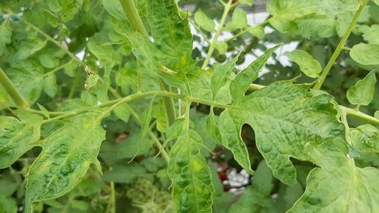 Maatregelen tegen tomatentuinders die planten infecteren met virus