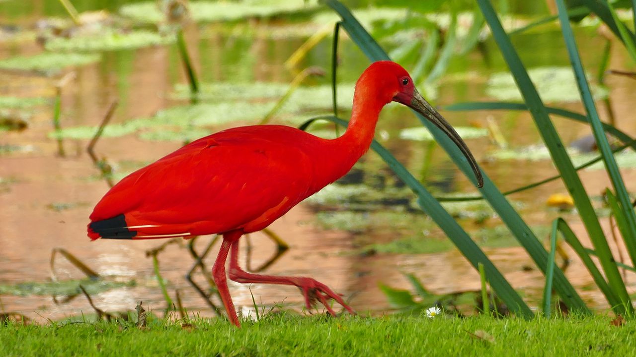 Rode ibis welkom bij tuinders Jos en Jan