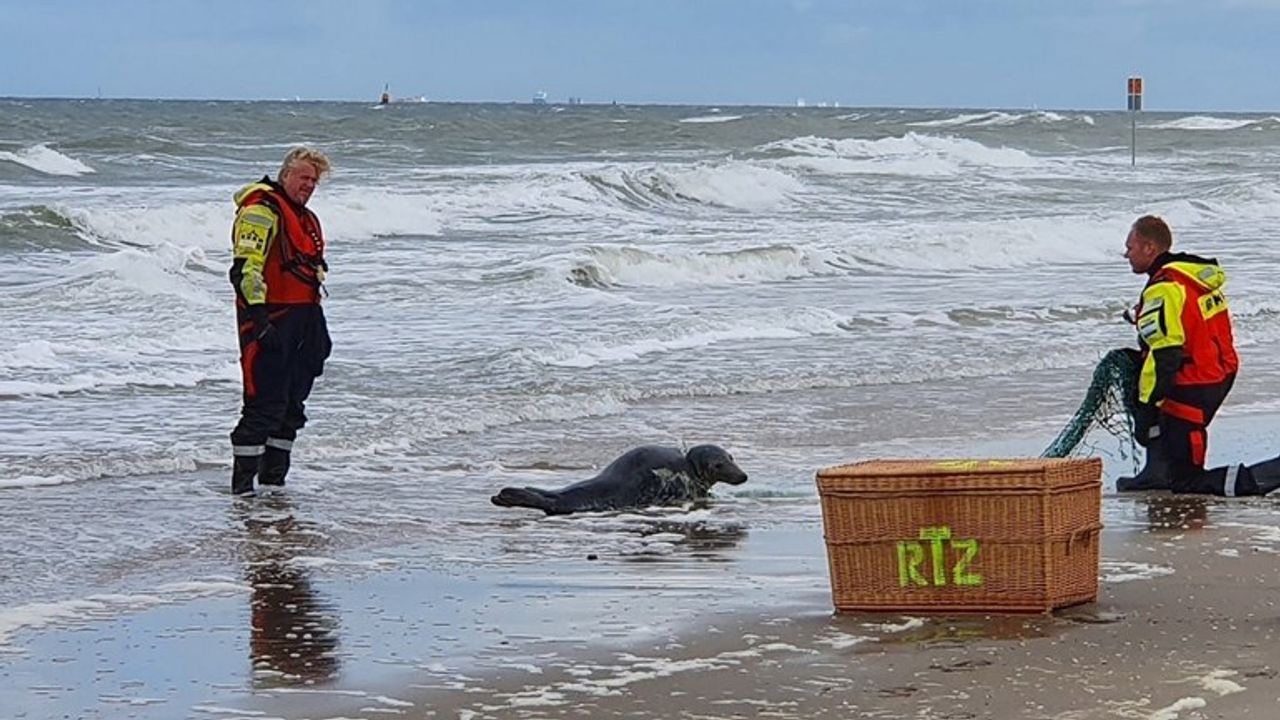 Gewonde zeehond gered uit visnet