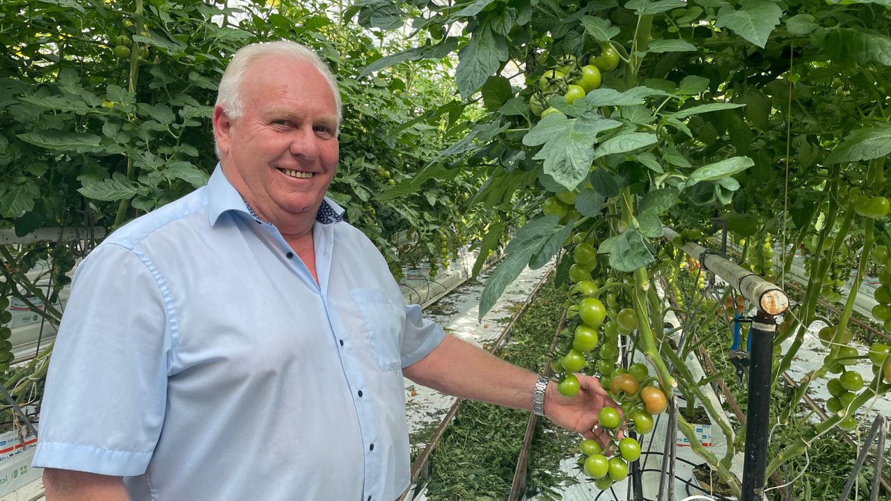 Westlandse kweker getroffen door tomatenvirus: 'Ik kom er niet meer vanaf'