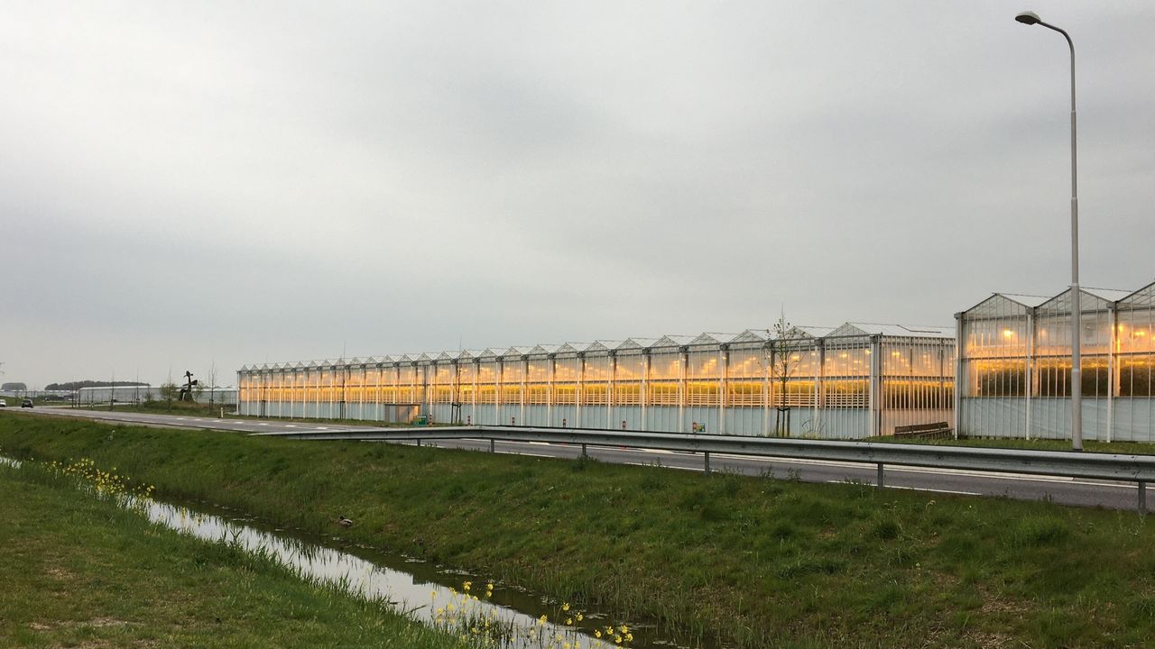 Glastuinbouw Nederland over nieuwe wet: 'Onrendabel om nog groente of planten te telen'