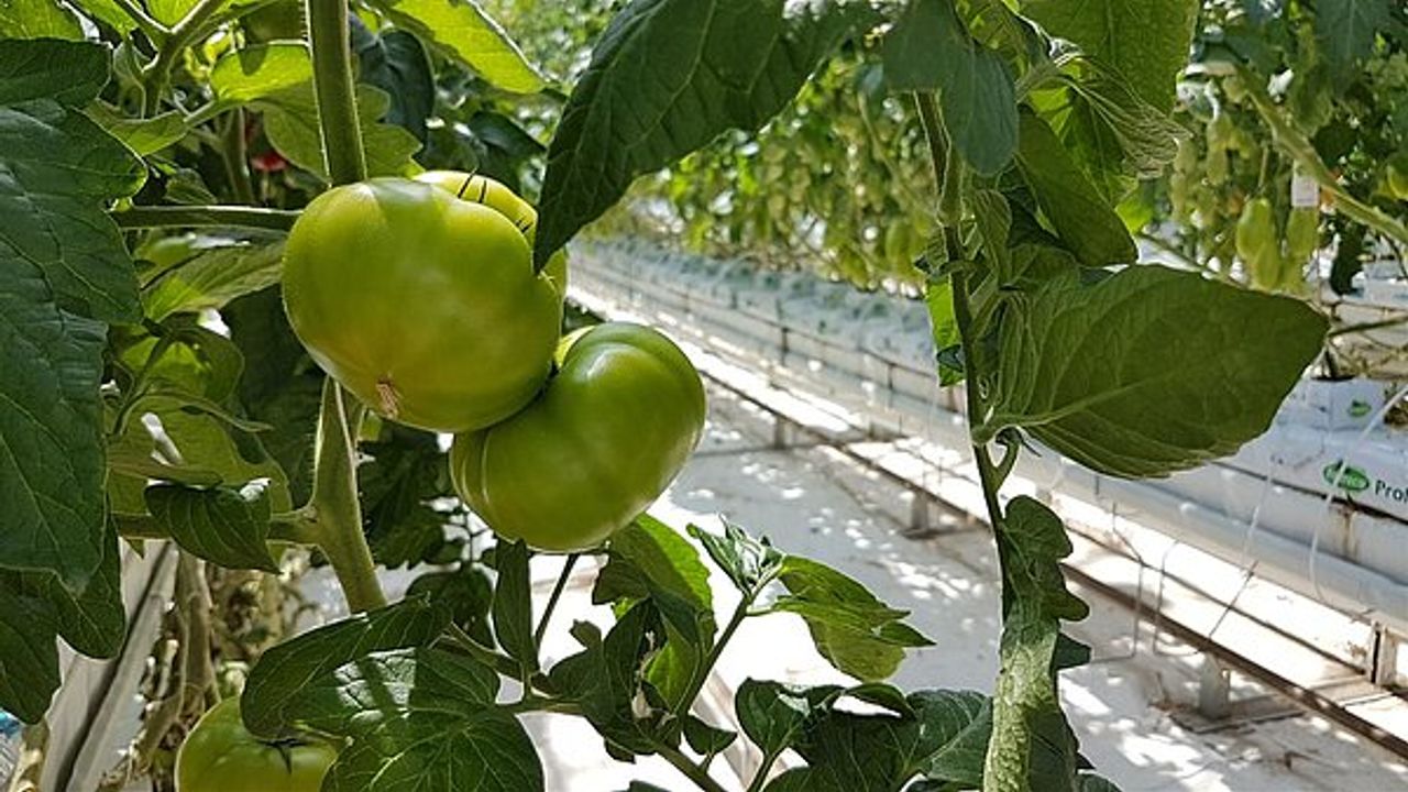 Duizenden dozen tomaten verduisterd door medewerkers kweker Maasdijk