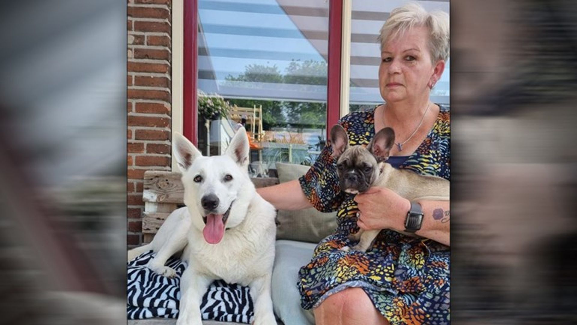 WOS.nl - Steeds meer zieke puppy's toename bij broodfokkers: 'Jody na dagen dood'