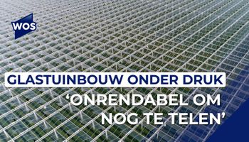 Glastuinbouw Nederland over nieuwe wet: 'Onrendabel om nog groente of planten te telen'