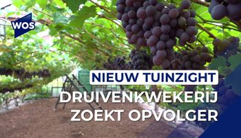 Westlandse druivenkwekerij zoekt opvolger
